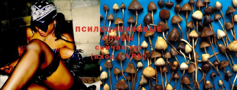 Галлюциногенные грибы Psilocybe  как найти закладки  Куйбышев 